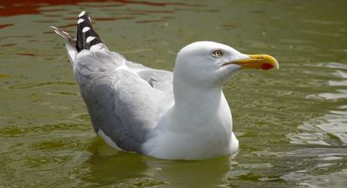 Seagull Water Float Swimming Bird Plumage