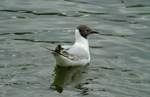 Seagull Seagull Śmieszka Śmieszka Bird Water Bird