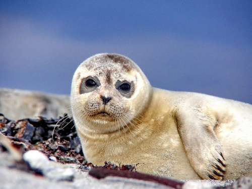 Seal Robbe Sea Beach North Sea Meeresbewohner