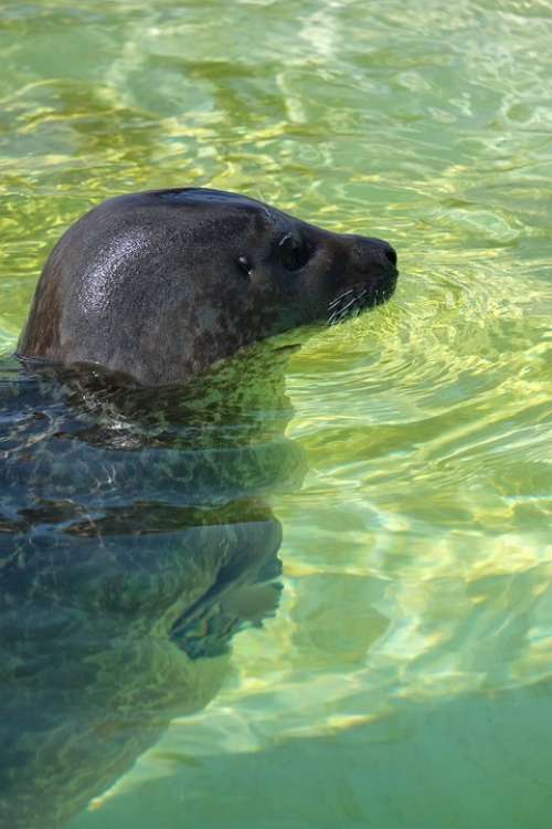 Seal Animal Sea Animal Rescue Rescue Netherlands