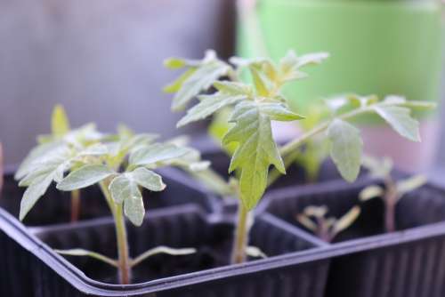 Seeds Outdoor Tomatoes Plants Green Nature Garden