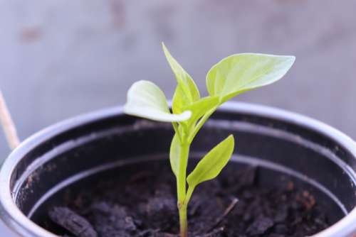 Seeds Outdoor Pepper Plants Green Nature Garden