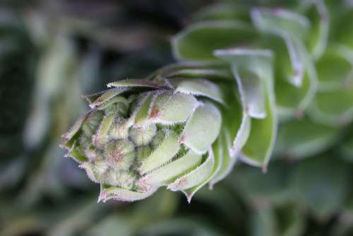 Sempervivum Tectorum Houseleek Plant Leaves Summer