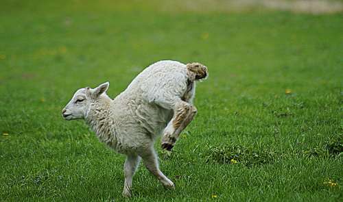 Sheep Lamb Hurry Fast Skip Overtaking Sprinter
