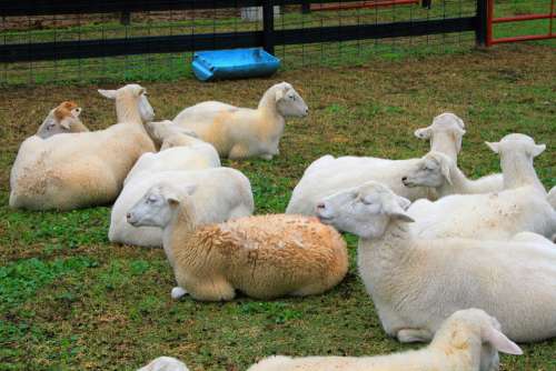 Sheep Farm Lamb Livestock Animals Agriculture