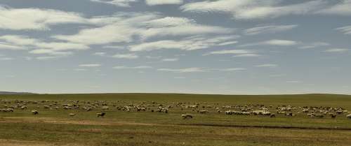 Sheep Steppe Nature Feed Summer Cattle Pasture