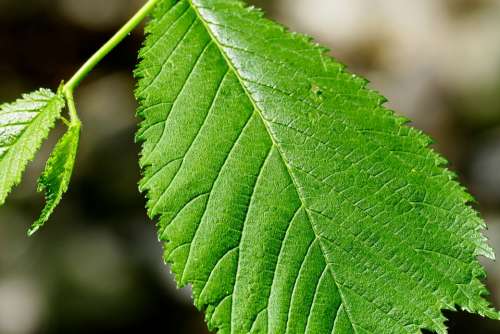 Sheet Green Summer Veins Leaves Natural Pattern