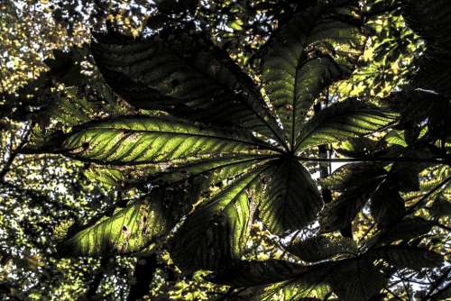 Sheet Summer Green Nature Leaves Gardening