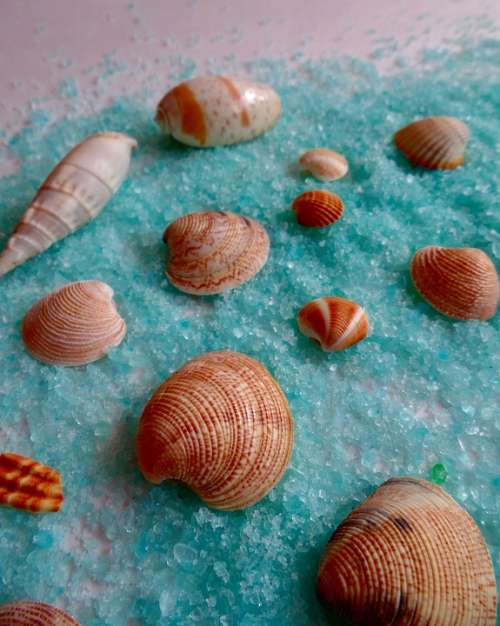 Shell Sea Beach Ocean Vacations Sand Summer