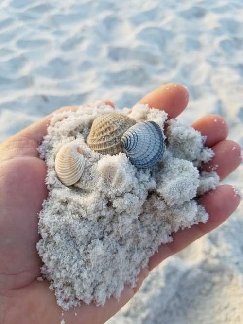 Shells Beach Sand