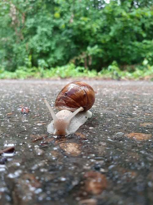 Slug Wet Snail Nature Animal