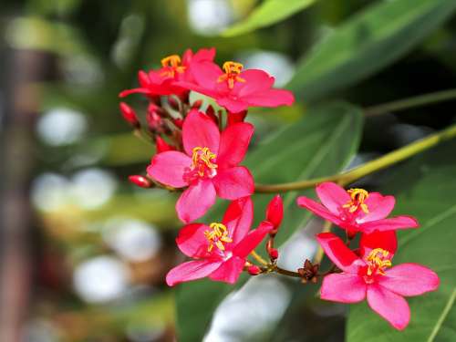 Small Red Flowers Outdoor Plant Bloom Red Bright