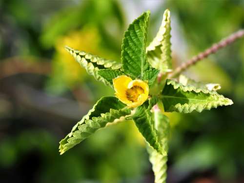 Small Star Like Flower Outdoor Plant Leaves Green