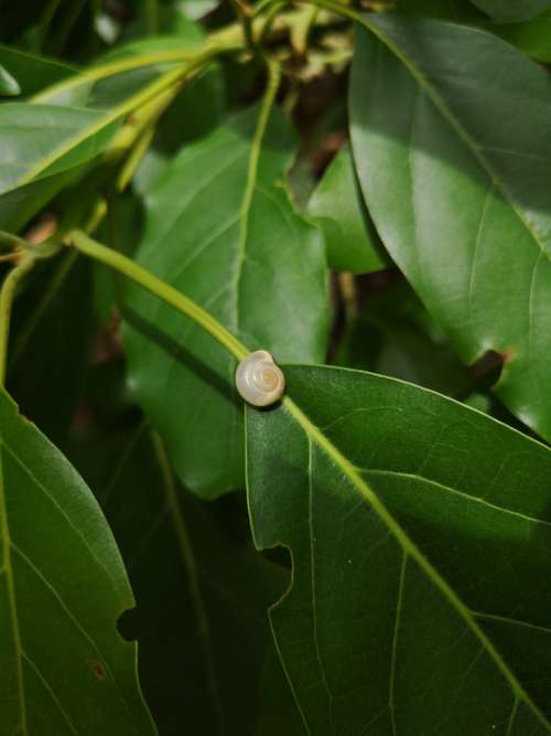 Snail Tree Insect Nature