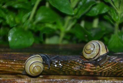 Snail Tape Worm Black Mollusk Reptile Slowly