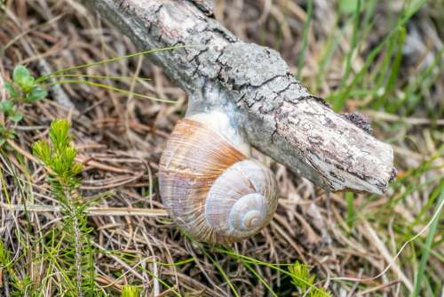 Snail Nature Animal Shell Spiral Mollusk Slowly
