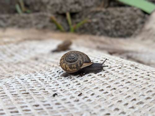 Snail Slow Nature Slug Animal Shell Garden Rain
