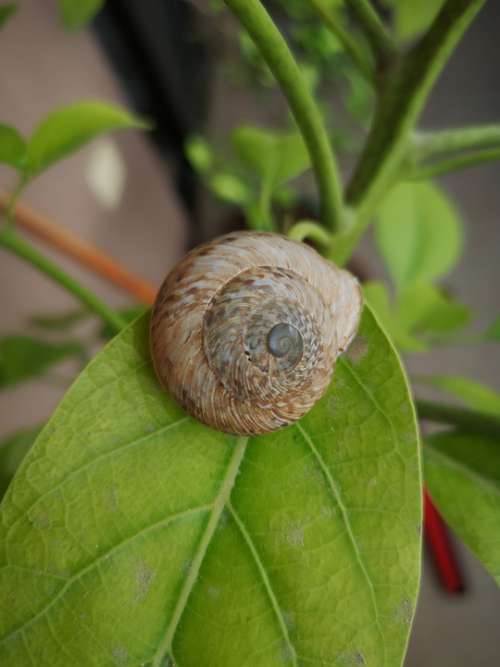Snail Plant Green Spring Molusca