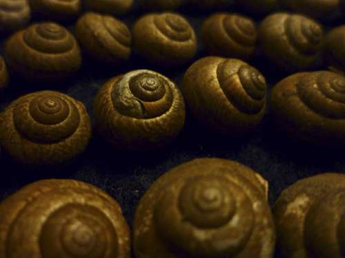 Snails Snail Shell Shell Animal Nature Close Up