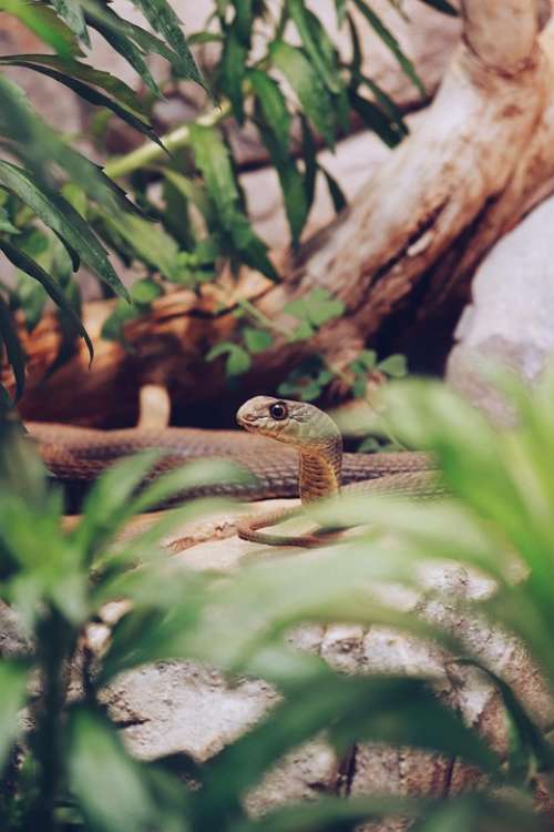 Snake Green Head Exotic Tropical