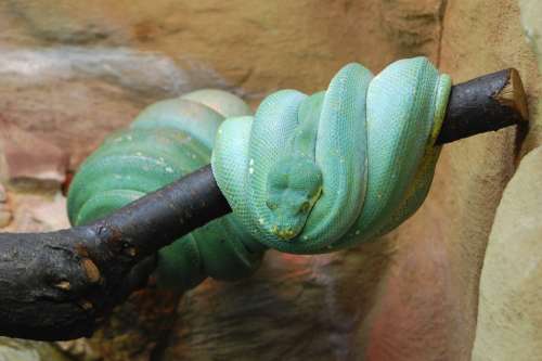 Snake Zoo Reptile Wildlife Green