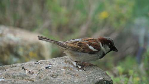 Sparrow Sperling Bird Plumage Animal Feather