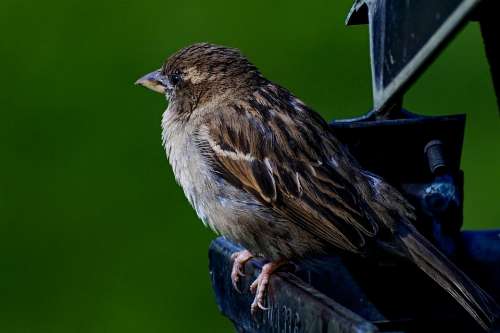Sparrow Bird Sperling Plumage The Cheeky Sparrow