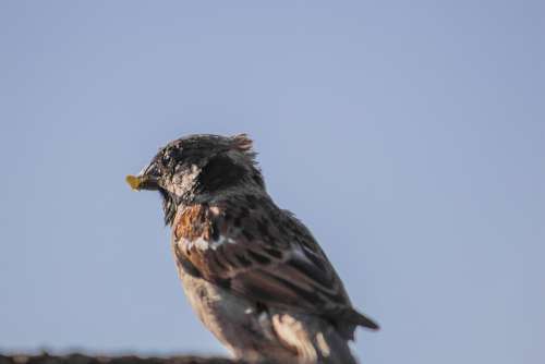 Sparrow Coastline Relax Africa Daylight Landscape