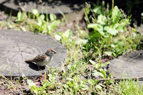 Sparrow New Feather Nature Animal Close Birds