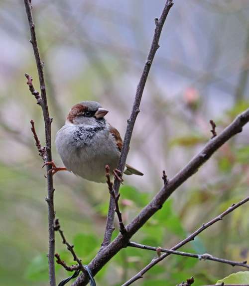 Sparrow Bird Branches Gripping Perched Cheeky