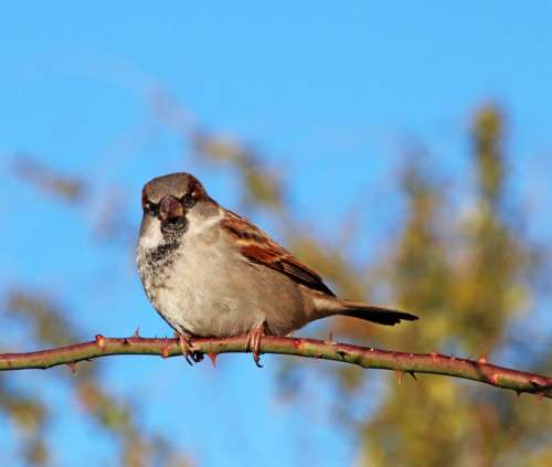 Sparrow Bird Wildlife Perched Rose Branch Blue Sky