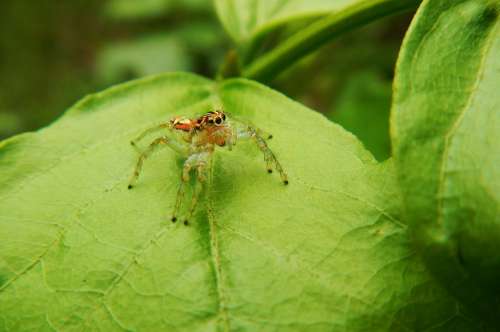 Spider Web Predator Insect Silk Animals Arthropod