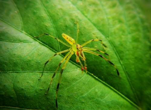 Spider Arachnid Tarantula Web Trap Nature Insects