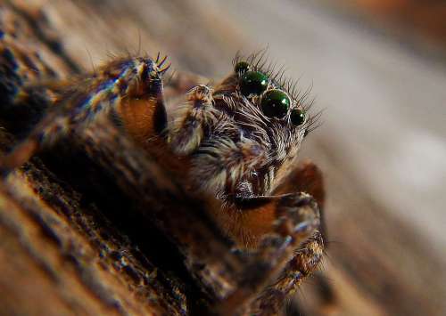 Spider Web Tarantula Arachnid Trap Predator Eyes