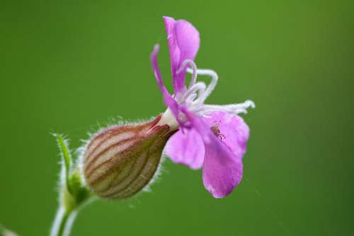 Spider Bee Flower Insect Nature Green Dew