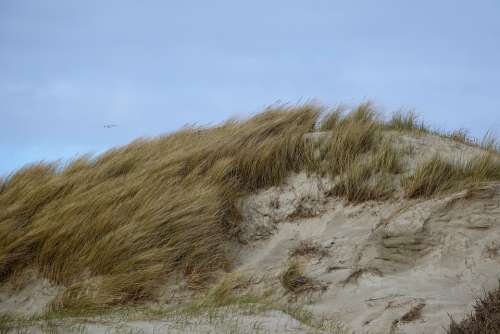 Spo Dune Schleswig Recovery Sand Beach Surf
