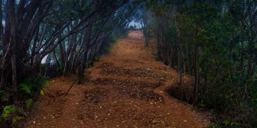 Spooky Path Eerie Mysterious Shadow Woods Forest