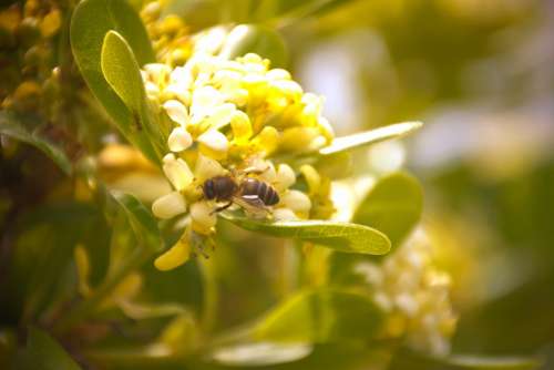 Spring Bee Flower Pollen Color Green Insects