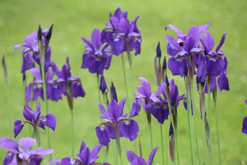 Spring Garden Flowers Nature Purple Irises