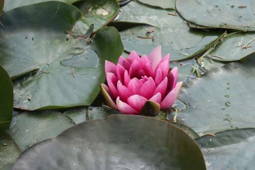 Spring Pond Flower Pink Water Lily