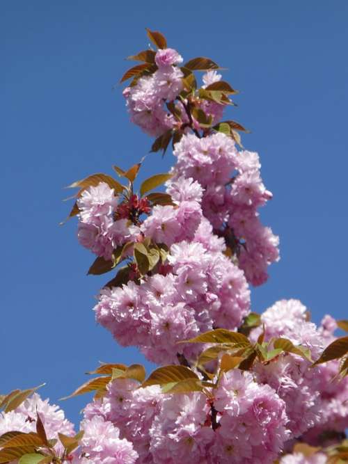 Spring Pink Flowers Tree Blossom Bloom Branch