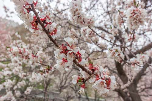 Spring Colors Bloom Blosom Cherry