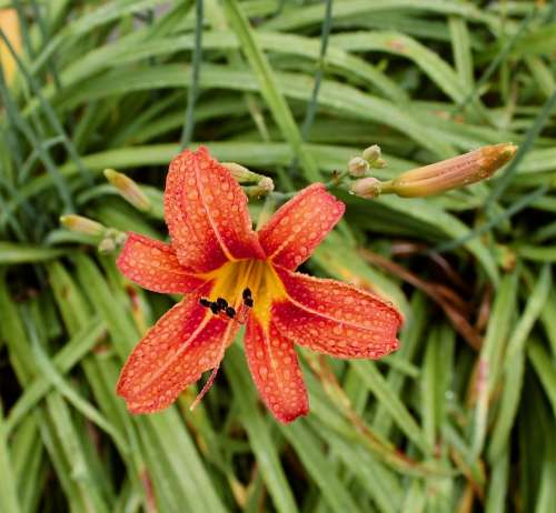 Spring Rain May Flowers Day Lillies Country Joy