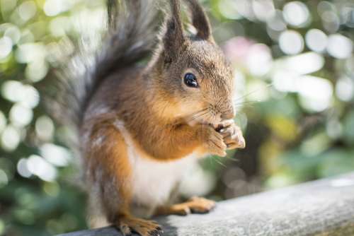 Squirrel Animal Wildlife Park Feeding Rodent