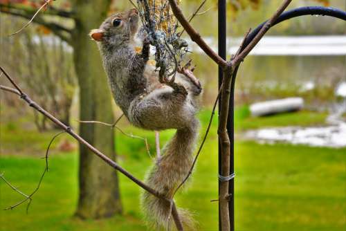 Squirrel Female Belly View Sharp Claws Long Soft