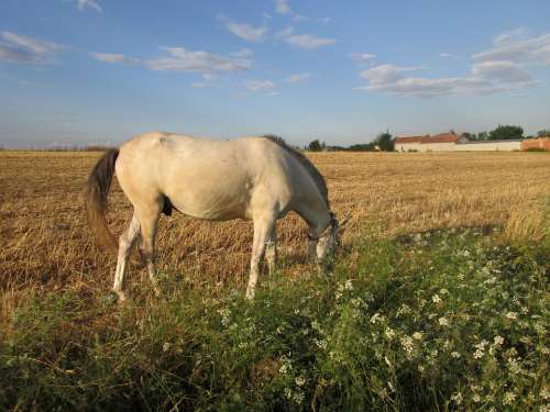 Stallion Horse Gypsy Graze Landscape Romantic
