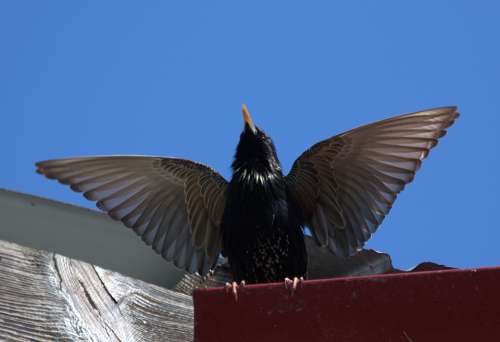 Starling Birds Wings Mating