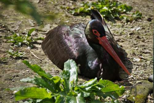 Stork Black Bird Captivity Feather Zoo