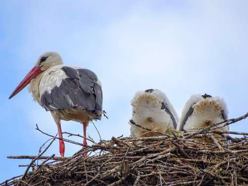 Stork Nest Young Animal World Feather Bill Animal