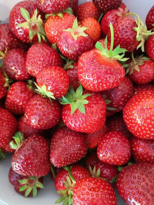Strawberries Strawberry Field Summer Fresh